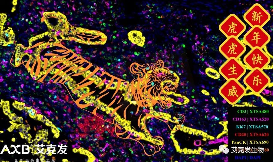 「如虎添翼」新的一年，艾克發(fā)生物愿與您攜手共進(jìn)